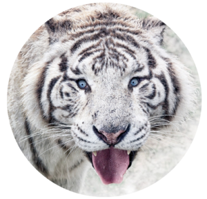 Weisses Tiger Tantra, Reiten des Tigers