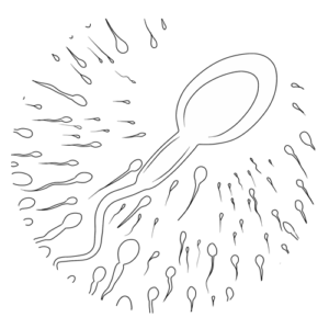 Grafik Spermien Mehr Sperma Tantra